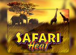 Safari Heat